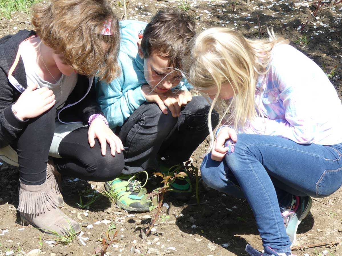 Der Austrieb der Knospe wird untersucht.