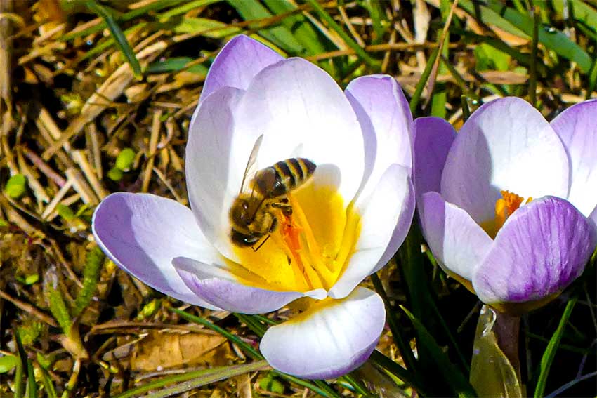 Die Bienen freut&acute;s.