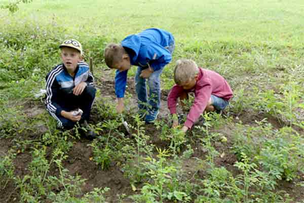 Die Wildrosen werden f&uuml;r die Okulation vorbereitet.