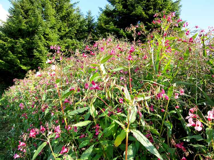 Das Springkraut in voller Pracht und Bl&uuml;te.