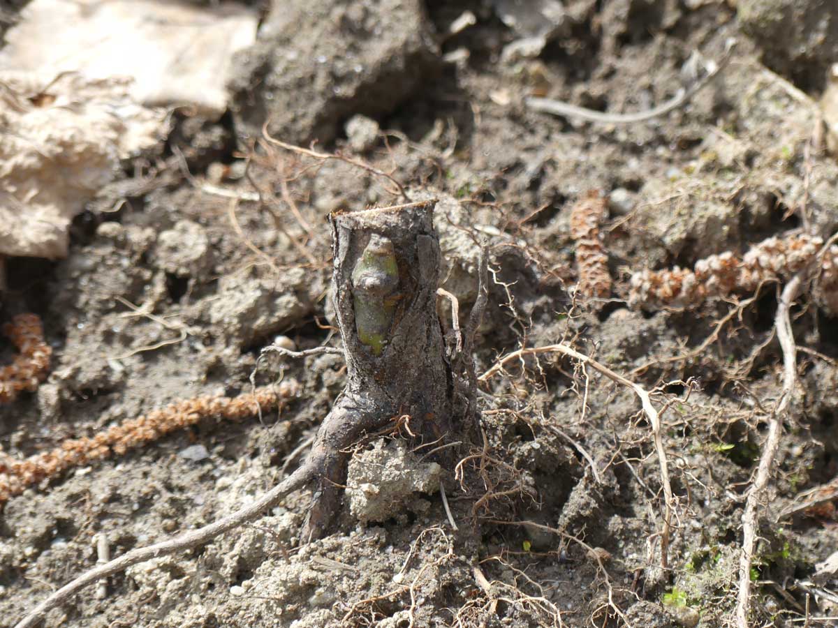 Die Knospe ist angewachsen, die Wildtriebe wurden entfernt.