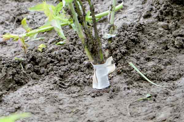 Die fertige Okulation.