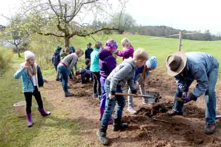 Die Wildrosen werden als Unterlagen gepflanzt.