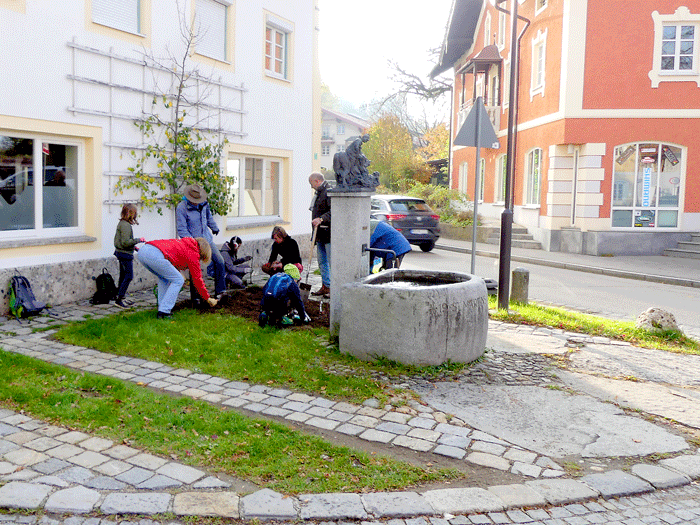 Unsere Rosen bekommen ihren neuen Platz.