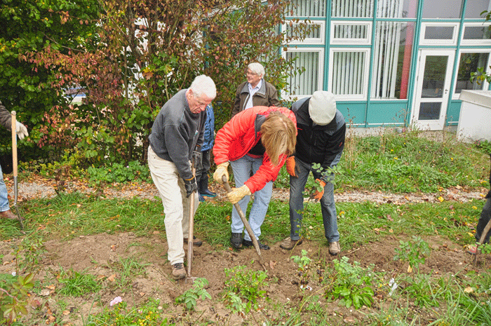 Unsere Rosen werden auf dem Anzuchtbeet ausgegraben.