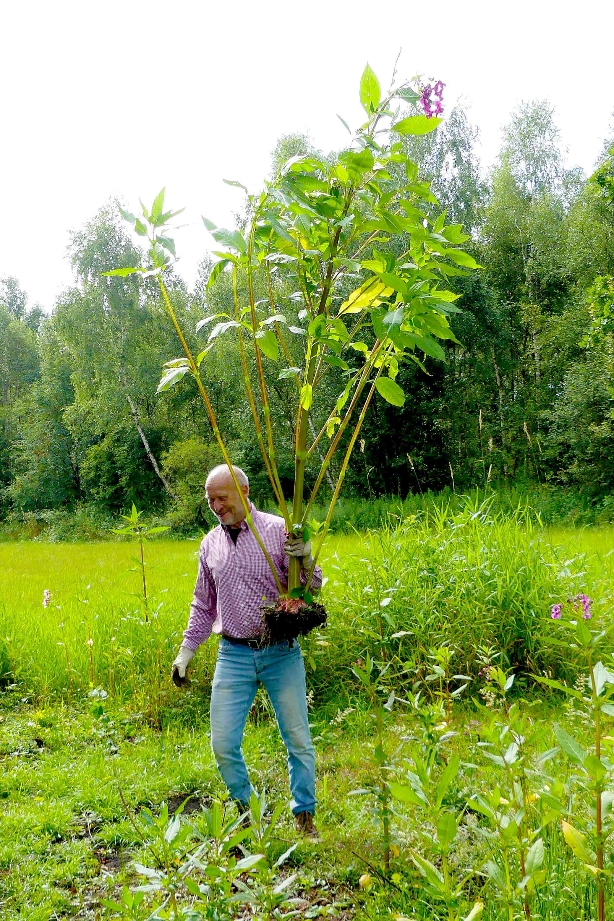 Wenige Wochen braucht die Pflanze zu dieser stattlichen Gr&ouml;&szlig;e.