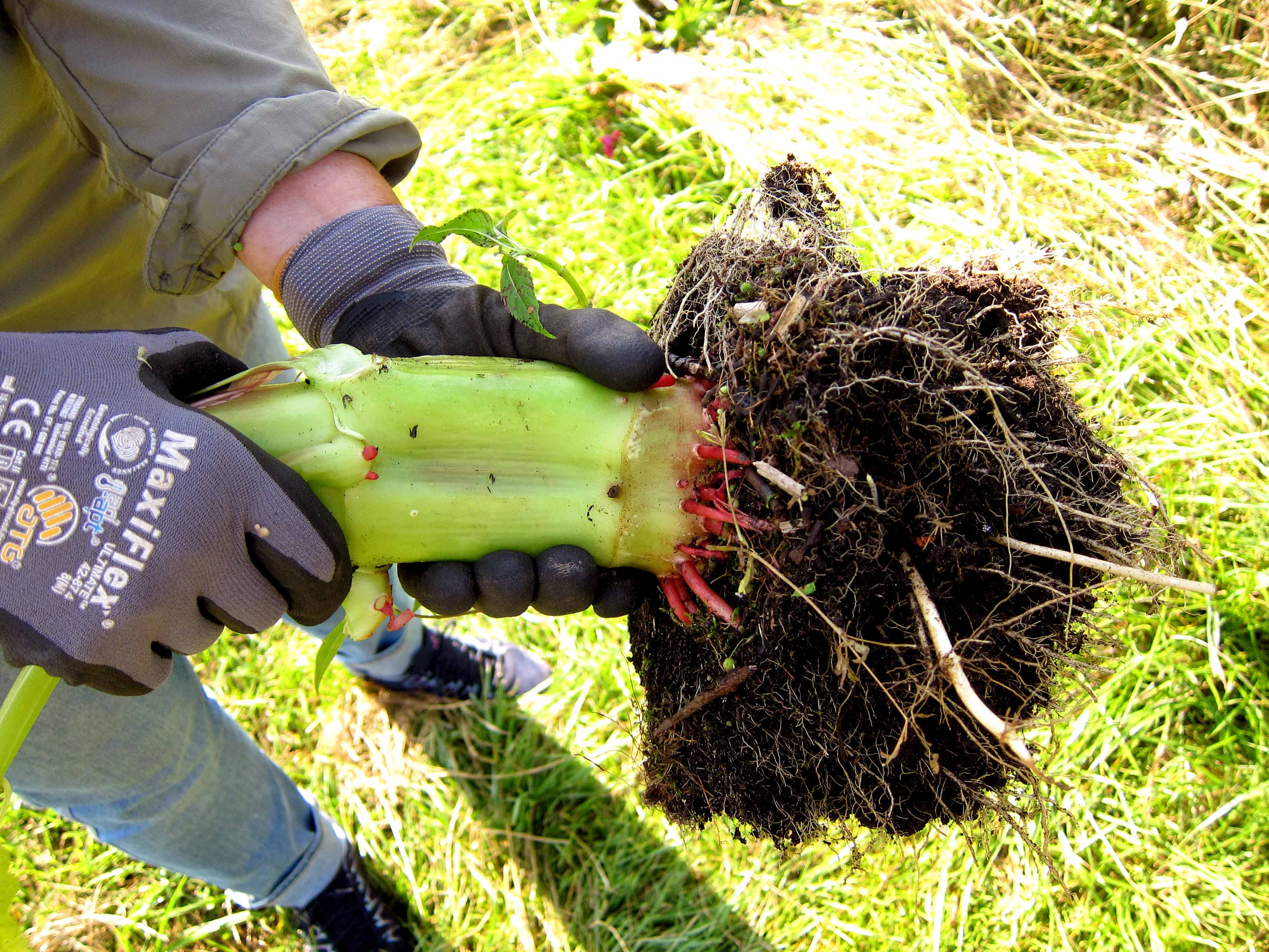 Teilweise hatten sich die Springkr&auml;uter riesig entwickelt.