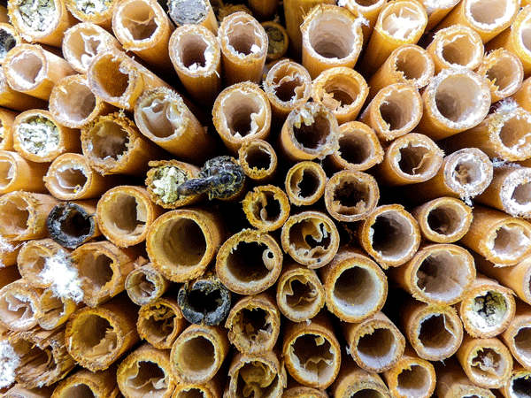 So sieht es aus, wenn eine Wildbiene ihre Kinderstube verschlie&szlig;t.