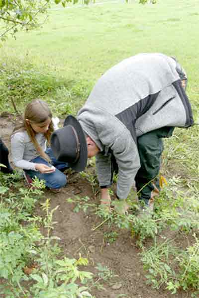 Okulation durch den Baumschulisten.